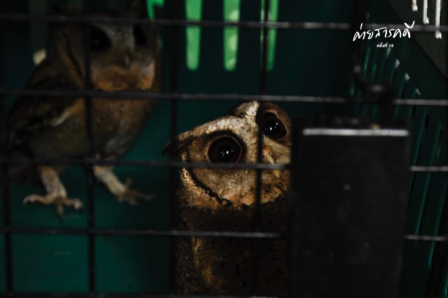 ความรักหรือความไม่รู้ที่ทำร้ายสัตว์ป่า 4 wildanimal06