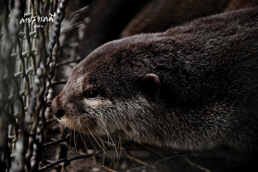 ความรักหรือความไม่รู้ที่ทำร้ายสัตว์ป่า 5 wildanimal07